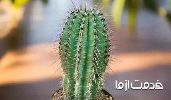 کاکتوس ساگوارو یا سارنژیا